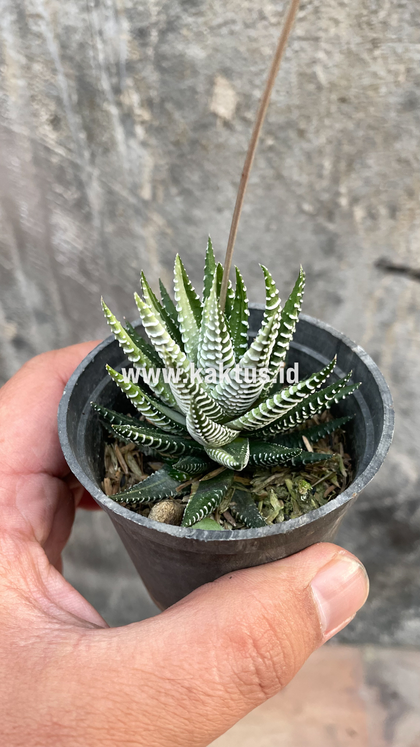541. Haworthia Attenuata Zebra White Variegated - Image 27