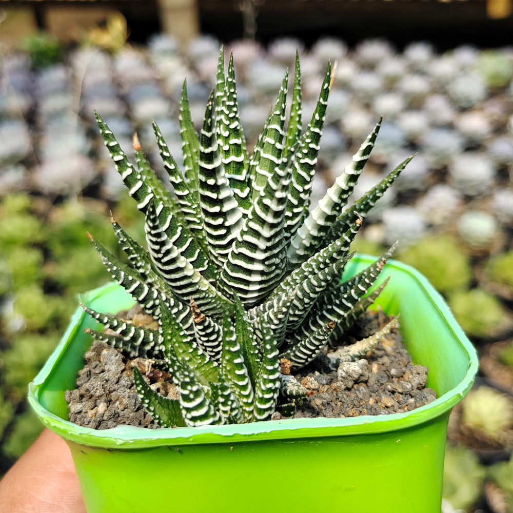 541. Haworthia Attenuata Zebra White Variegated - Image 5