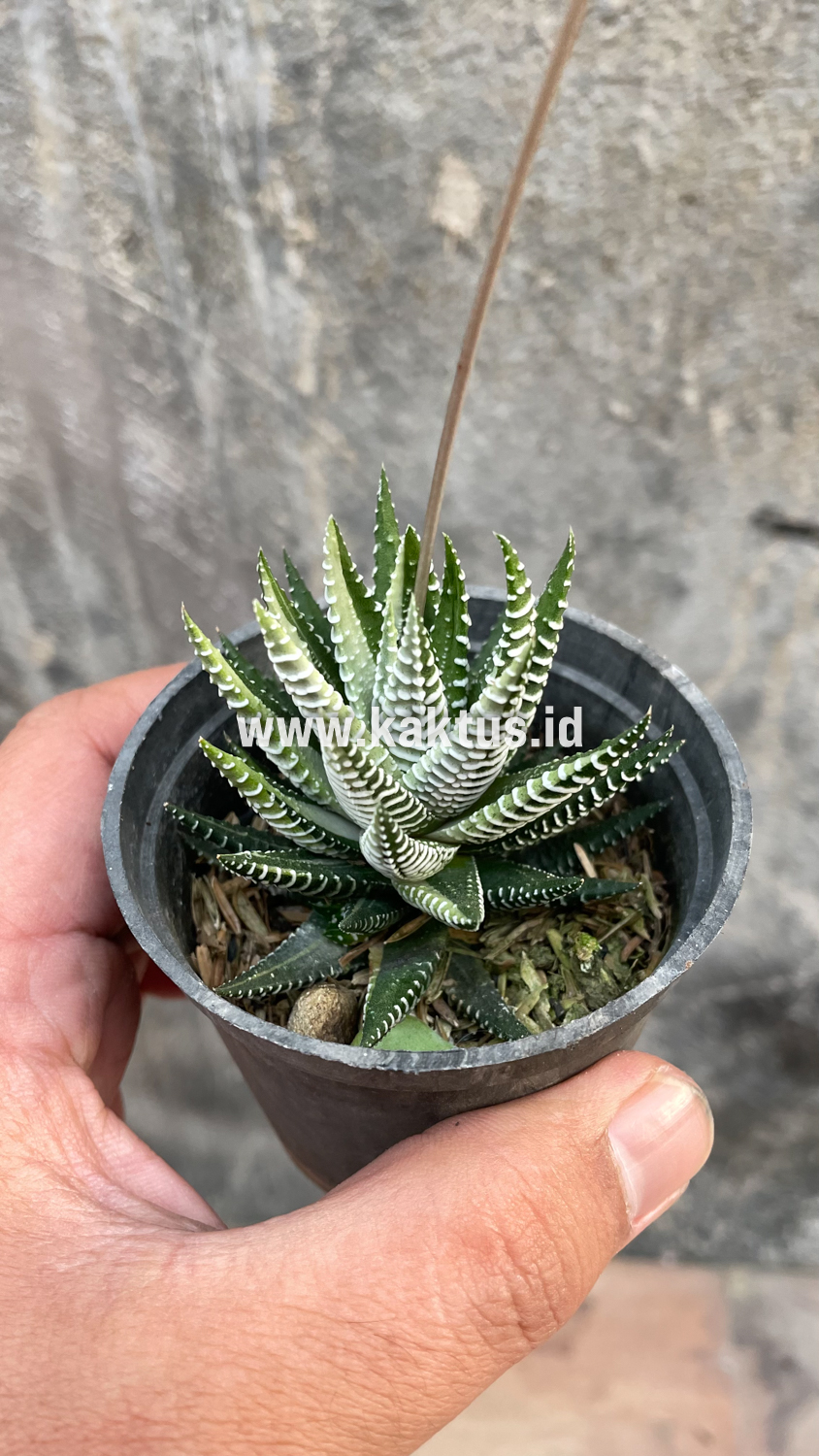 541. Haworthia Attenuata Zebra White Variegated - Image 26