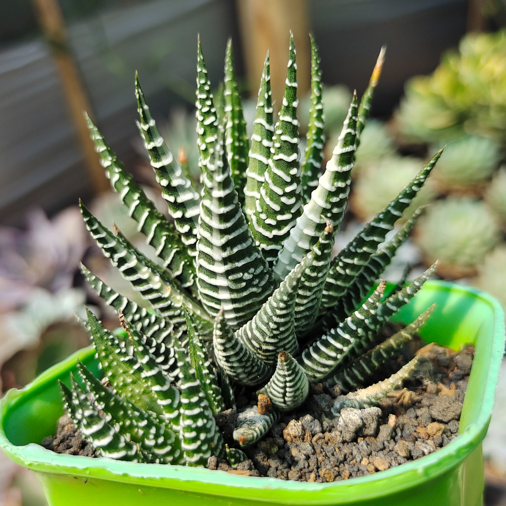 541. Haworthia Attenuata Zebra White Variegated - Image 6