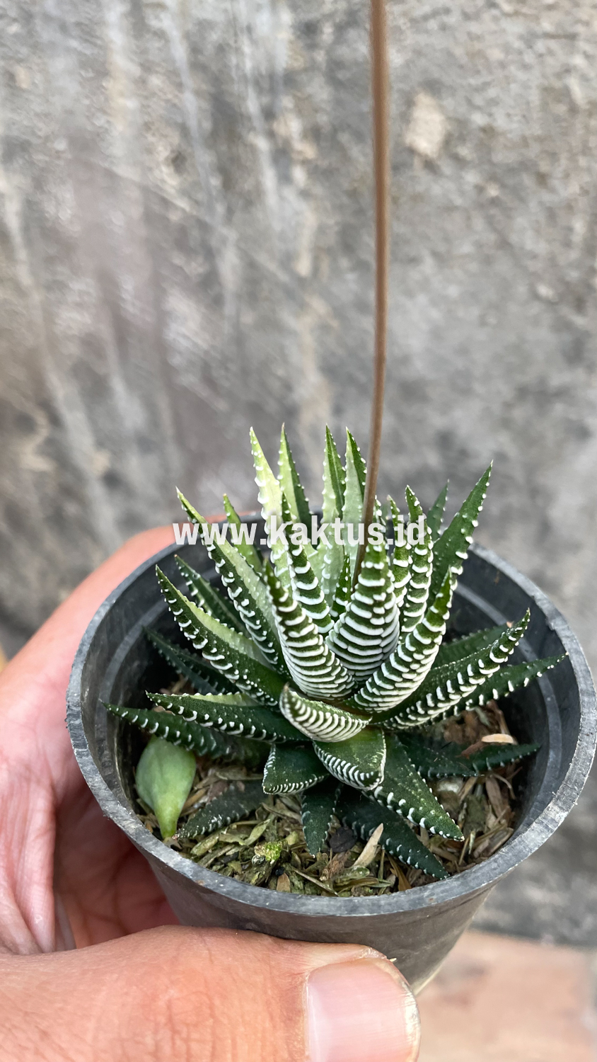 541. Haworthia Attenuata Zebra White Variegated - Image 25
