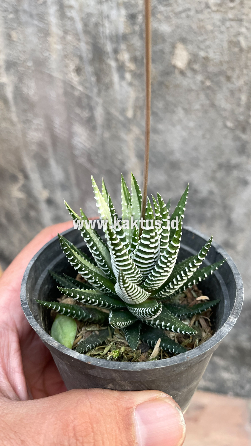 541. Haworthia Attenuata Zebra White Variegated - Image 24