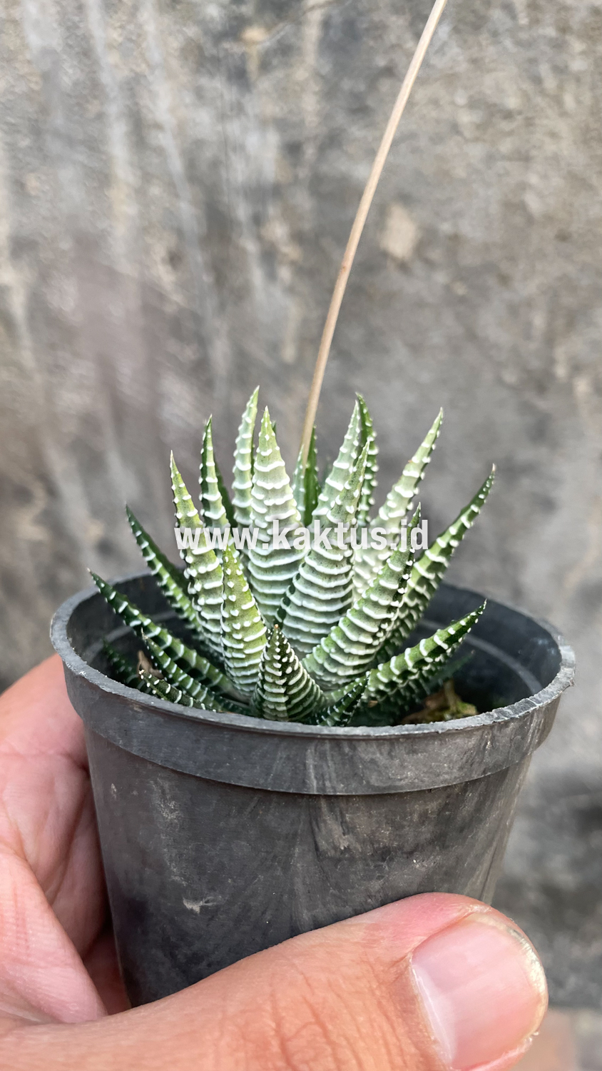 541. Haworthia Attenuata Zebra White Variegated - Image 23