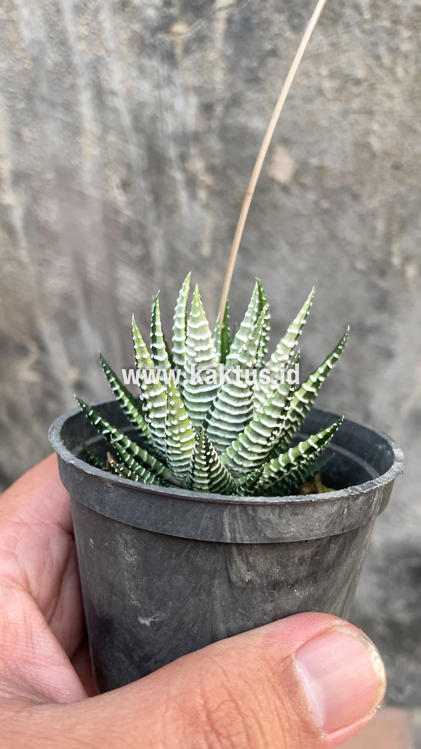 541. Haworthia Attenuata Zebra White Variegated - Image 22