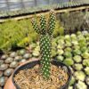 542. Cylindropuntia Fulgida