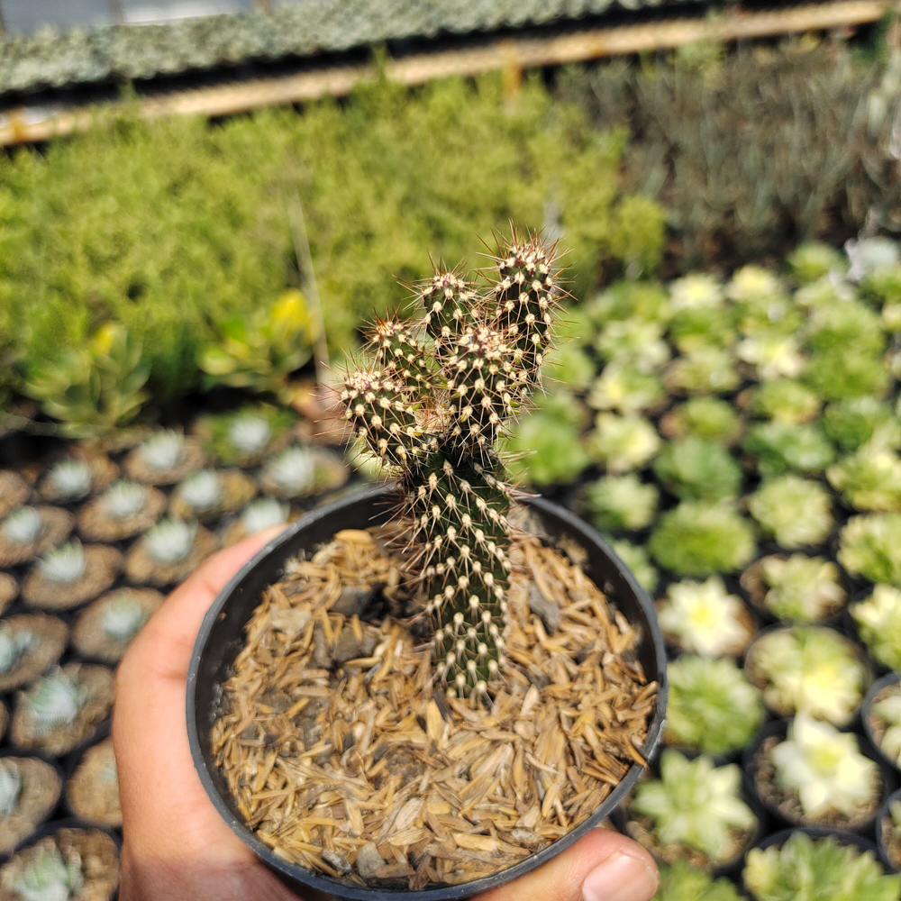542. Cylindropuntia Fulgida - Image 3