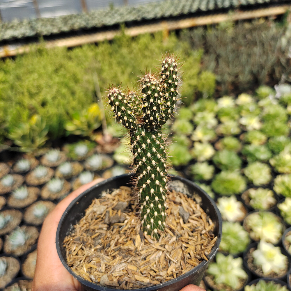 542. Cylindropuntia Fulgida - Image 4