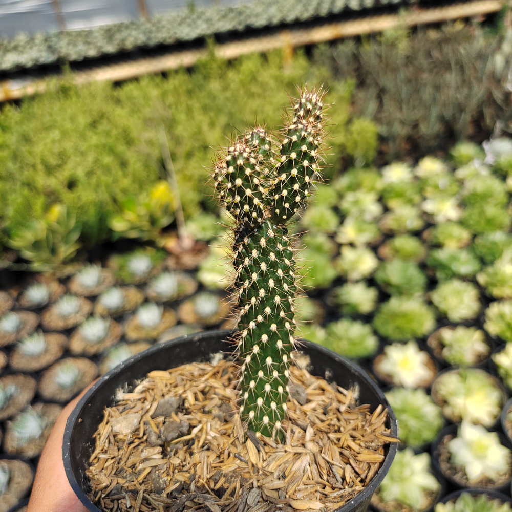542. Cylindropuntia Fulgida - Image 5