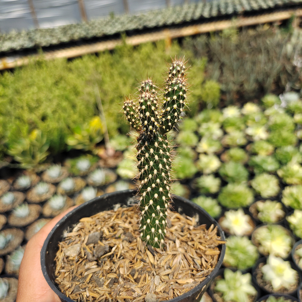 542. Cylindropuntia Fulgida - Image 6
