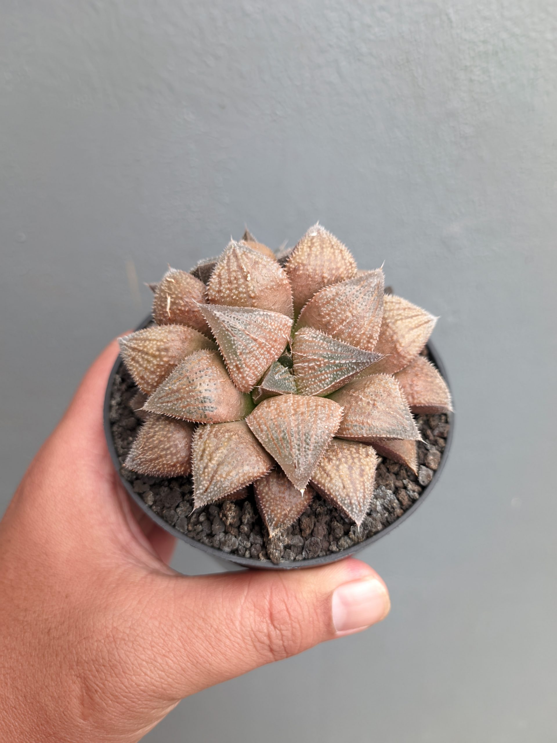 543. Haworthia Padmaraga 'Chocholate Hybrid' - Image 3