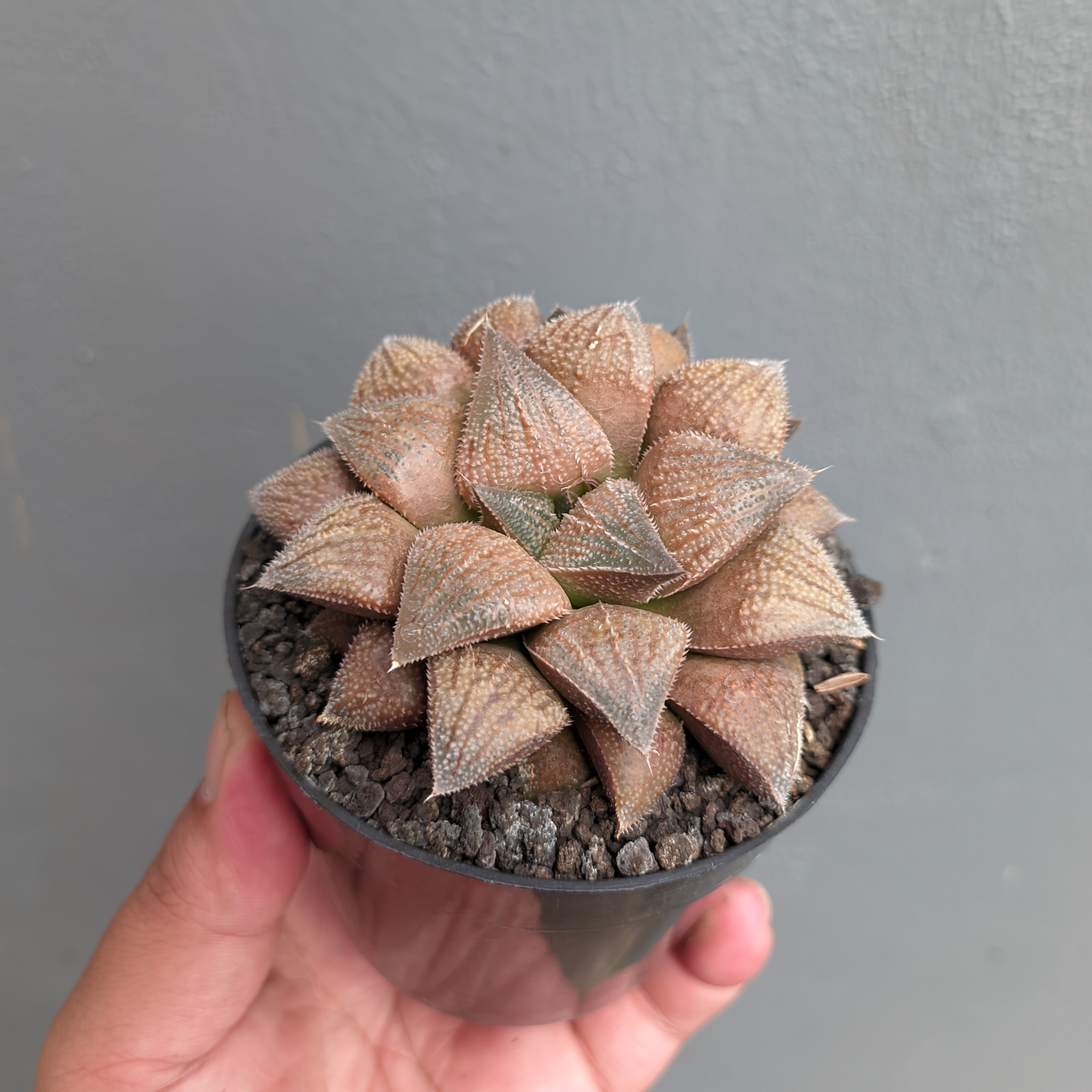 543. Haworthia Padmaraga 'Chocholate Hybrid'