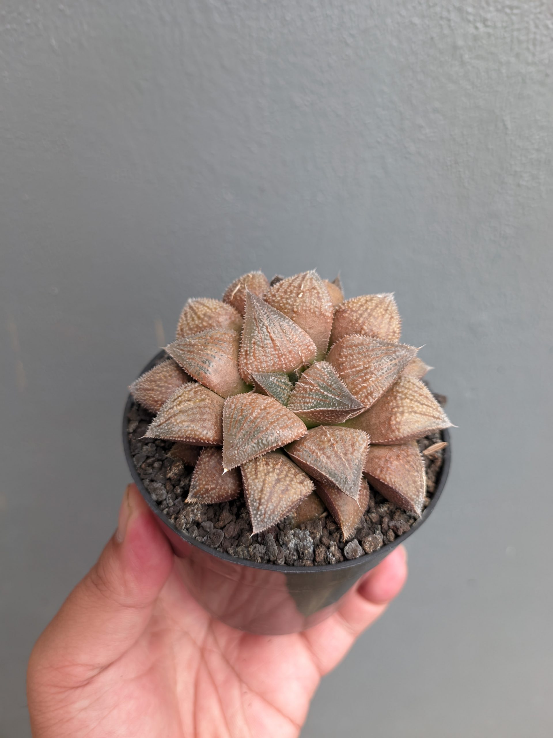543. Haworthia Padmaraga 'Chocholate Hybrid' - Image 12