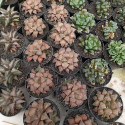 Alternative view of 543. Haworthia Padmaraga 'Chocholate Hybrid'
