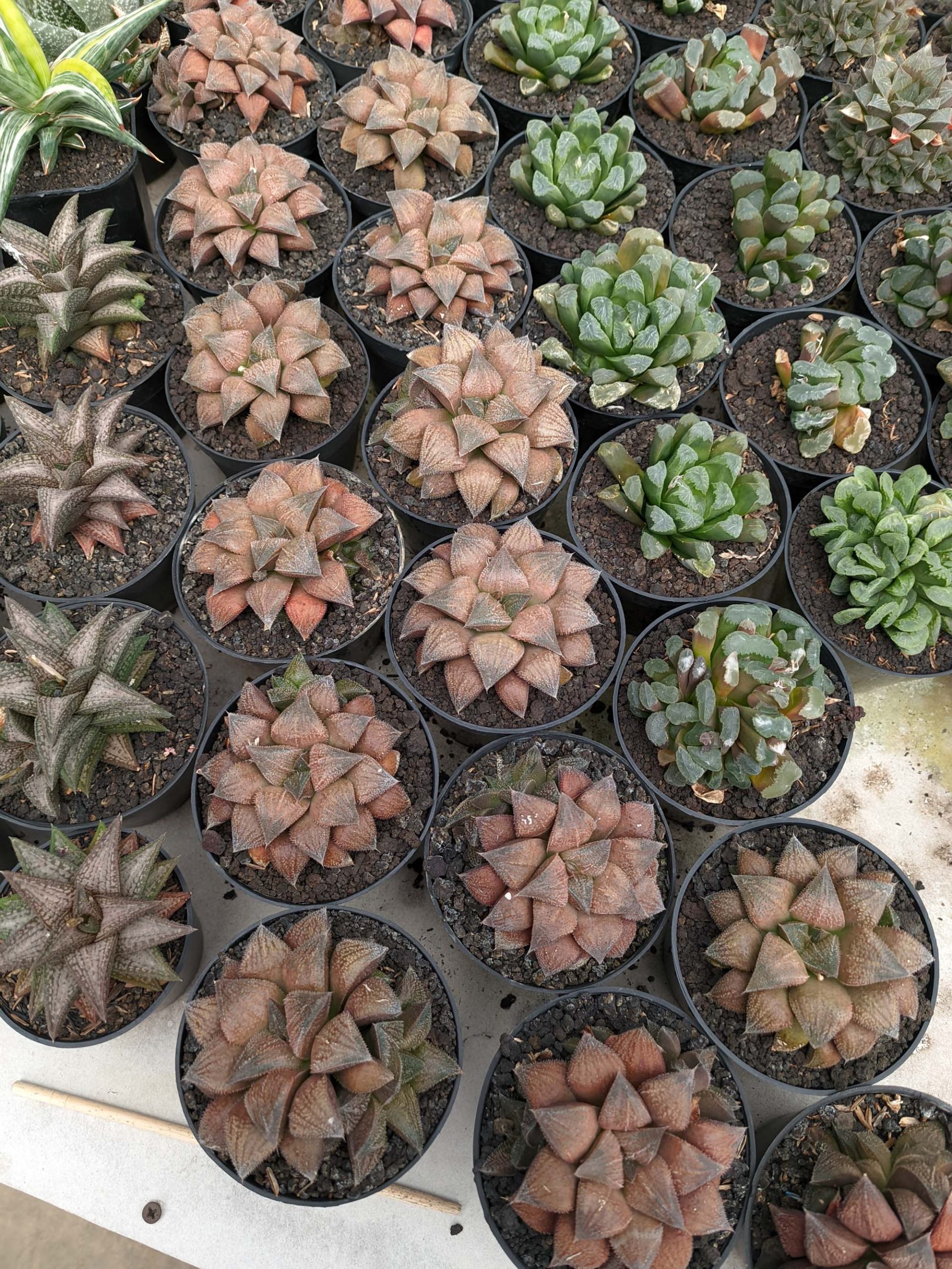 543. Haworthia Padmaraga 'Chocholate Hybrid' - Image 2