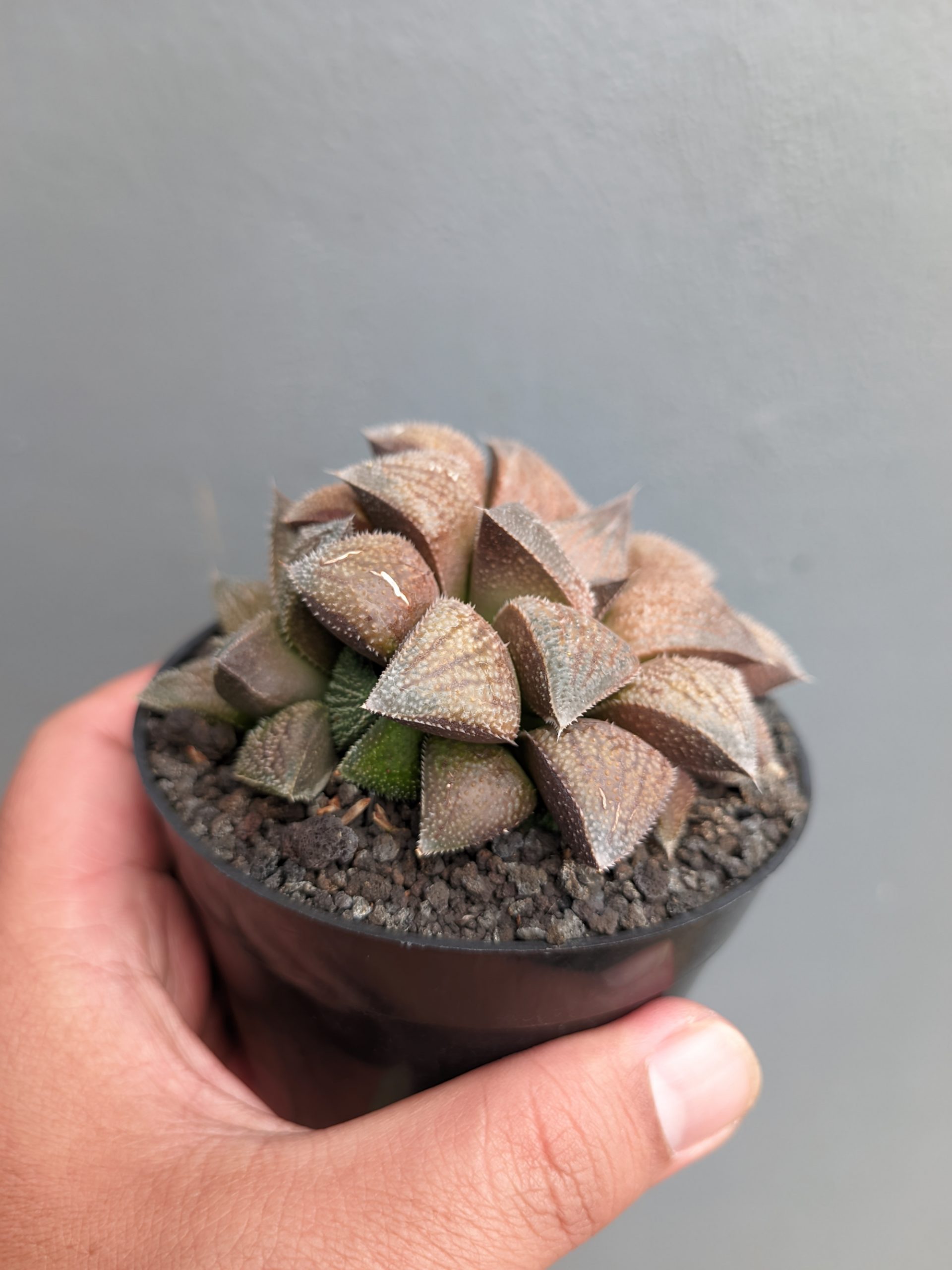 543. Haworthia Padmaraga 'Chocholate Hybrid' - Image 4