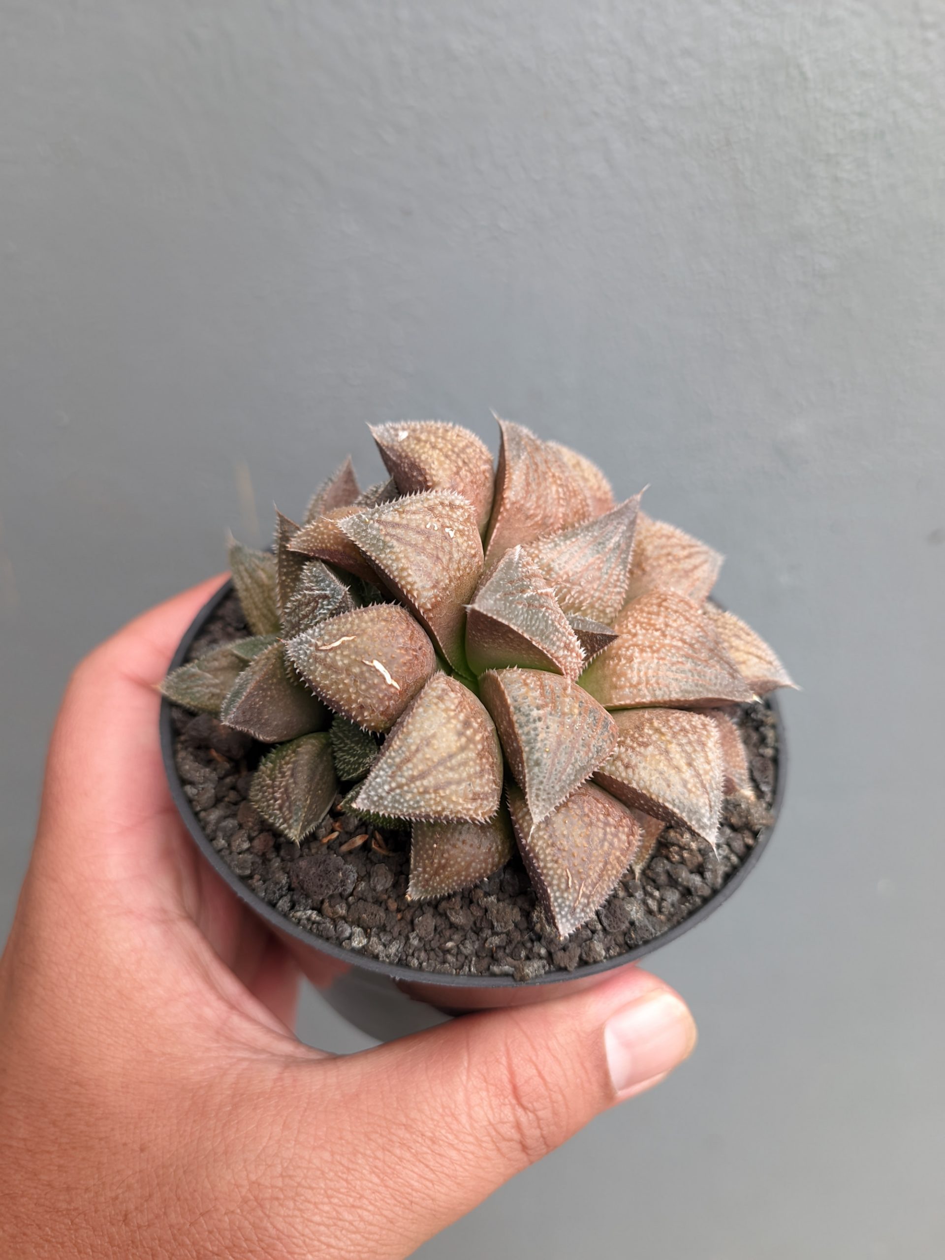 543. Haworthia Padmaraga 'Chocholate Hybrid' - Image 5