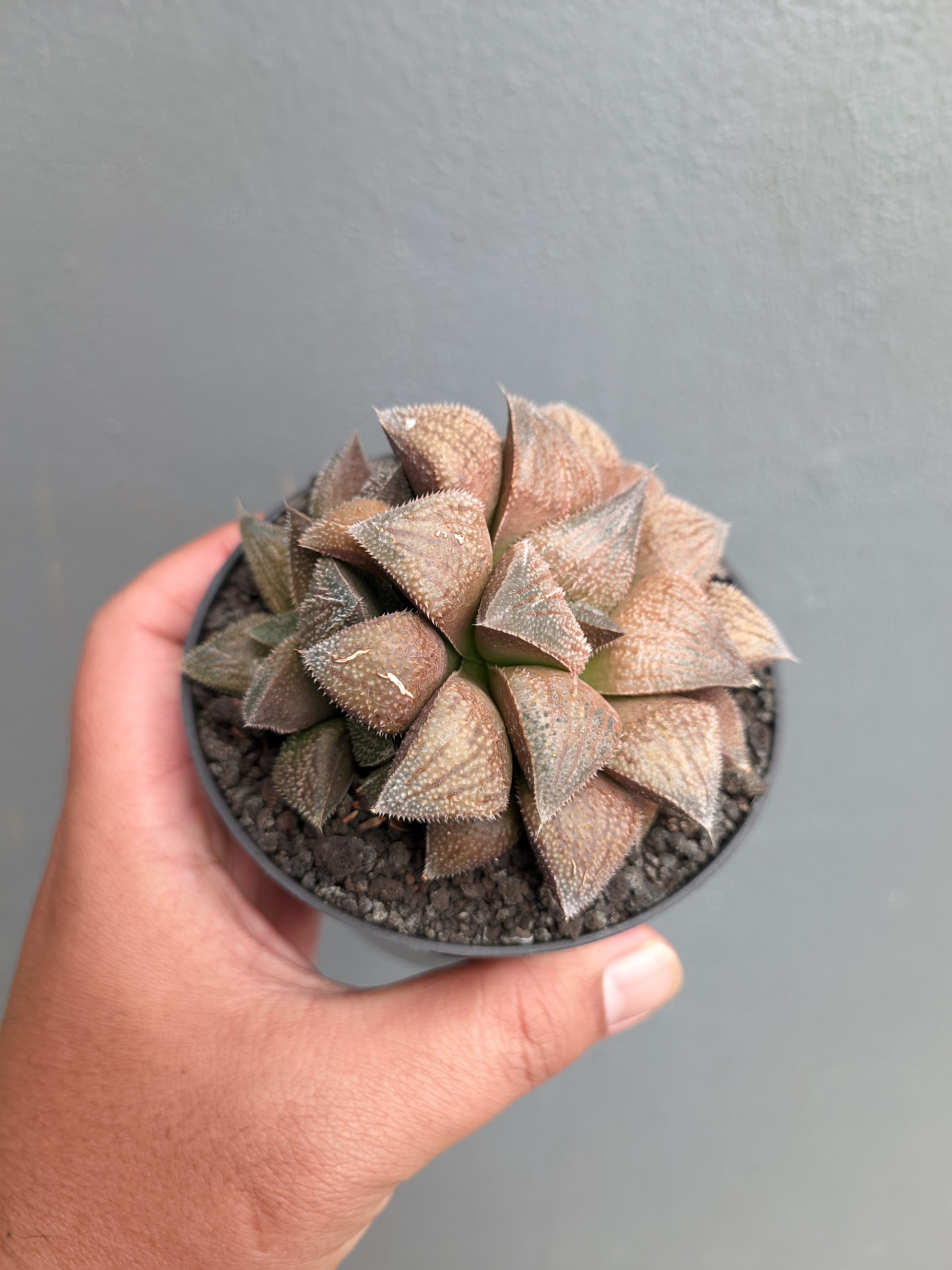 543. Haworthia Padmaraga 'Chocholate Hybrid' - Image 6