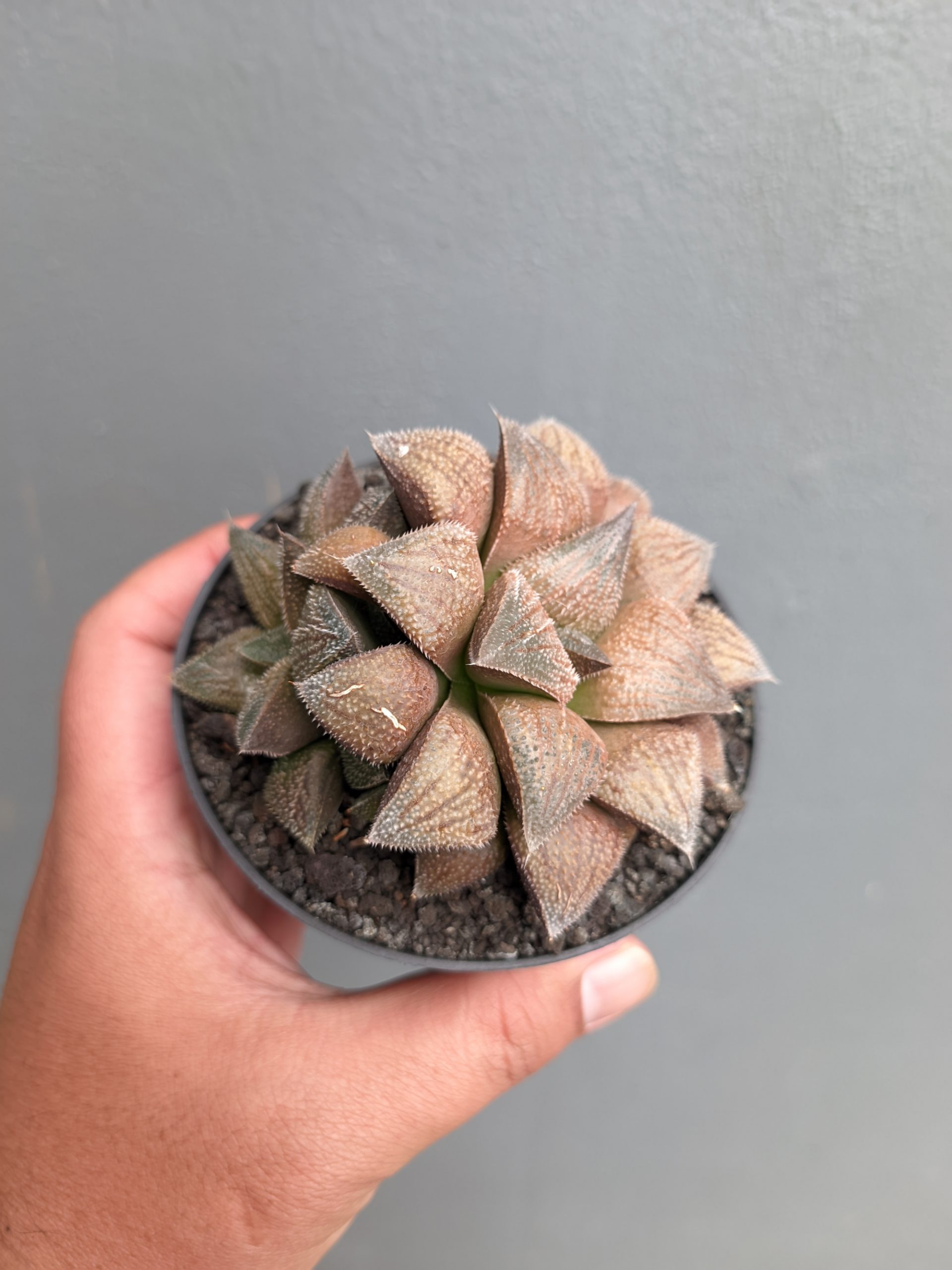 543. Haworthia Padmaraga 'Chocholate Hybrid' - Image 7