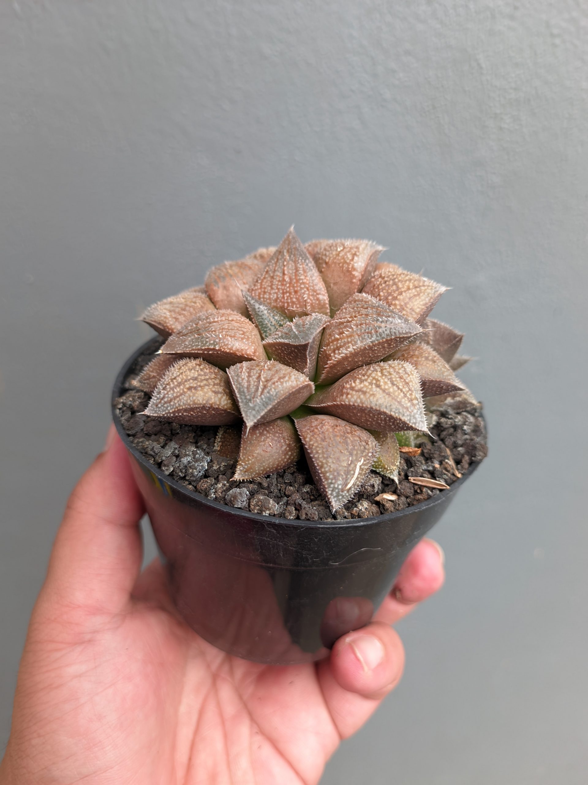 543. Haworthia Padmaraga 'Chocholate Hybrid' - Image 8