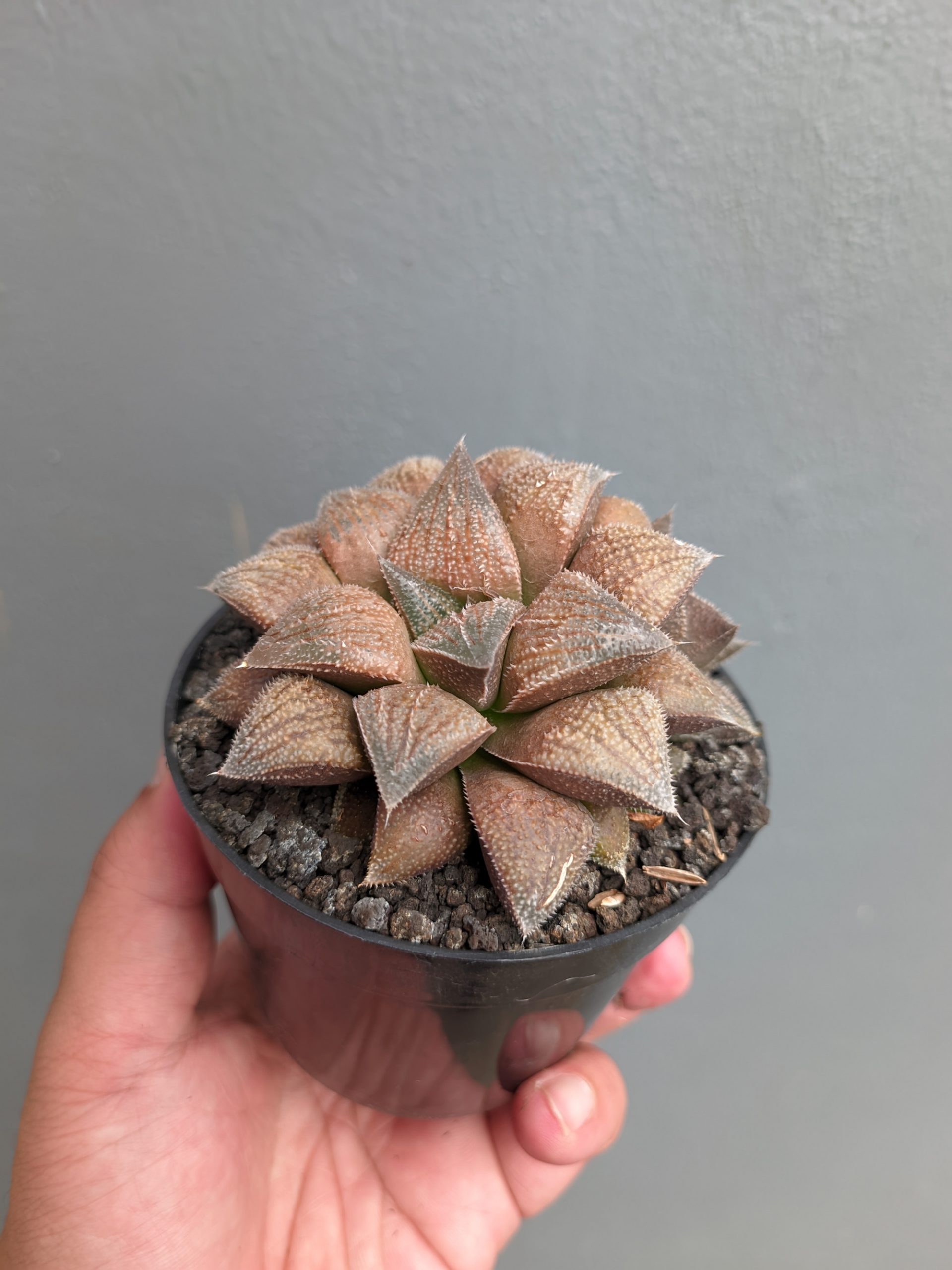 543. Haworthia Padmaraga 'Chocholate Hybrid' - Image 9