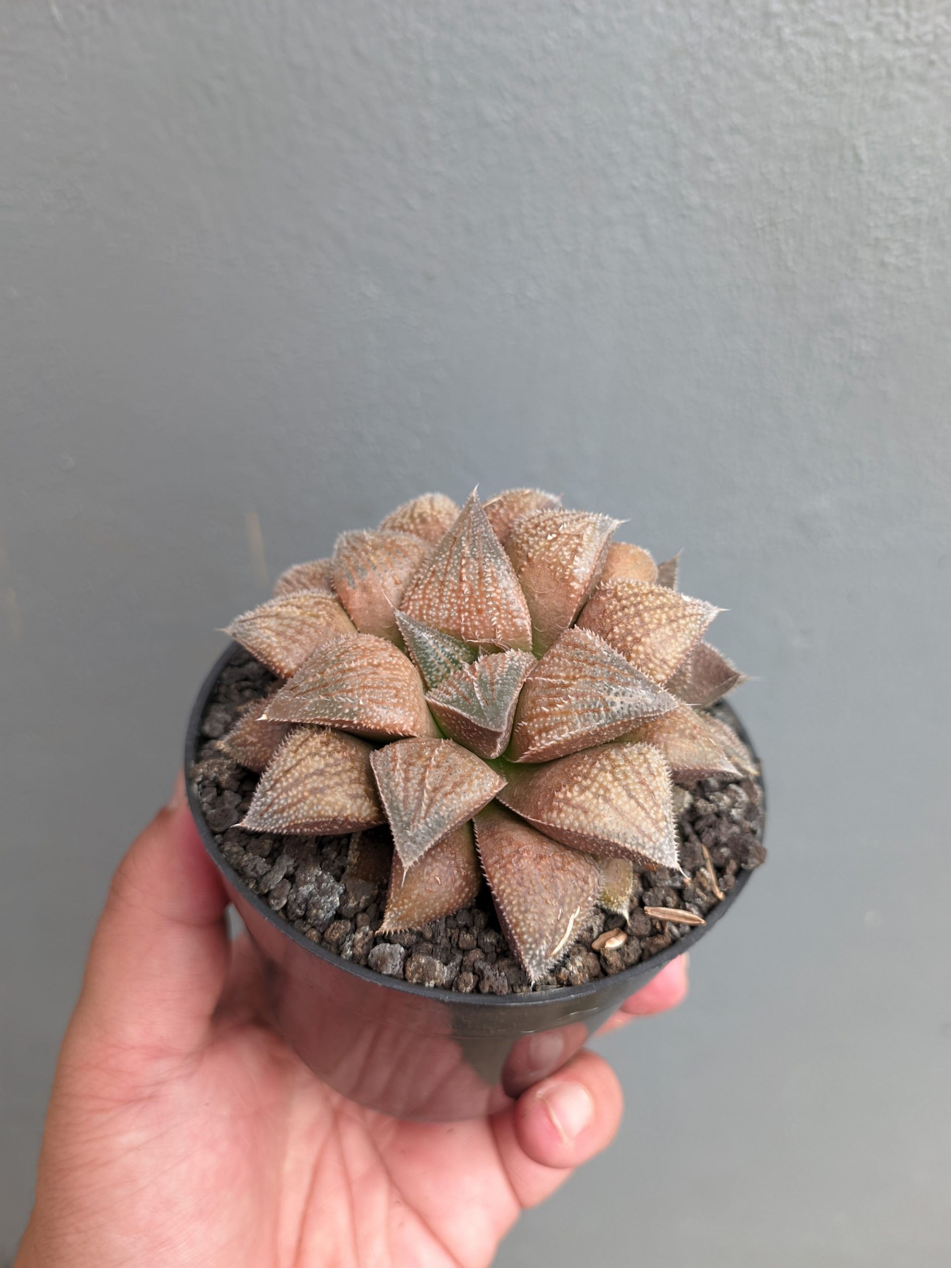543. Haworthia Padmaraga 'Chocholate Hybrid' - Image 10