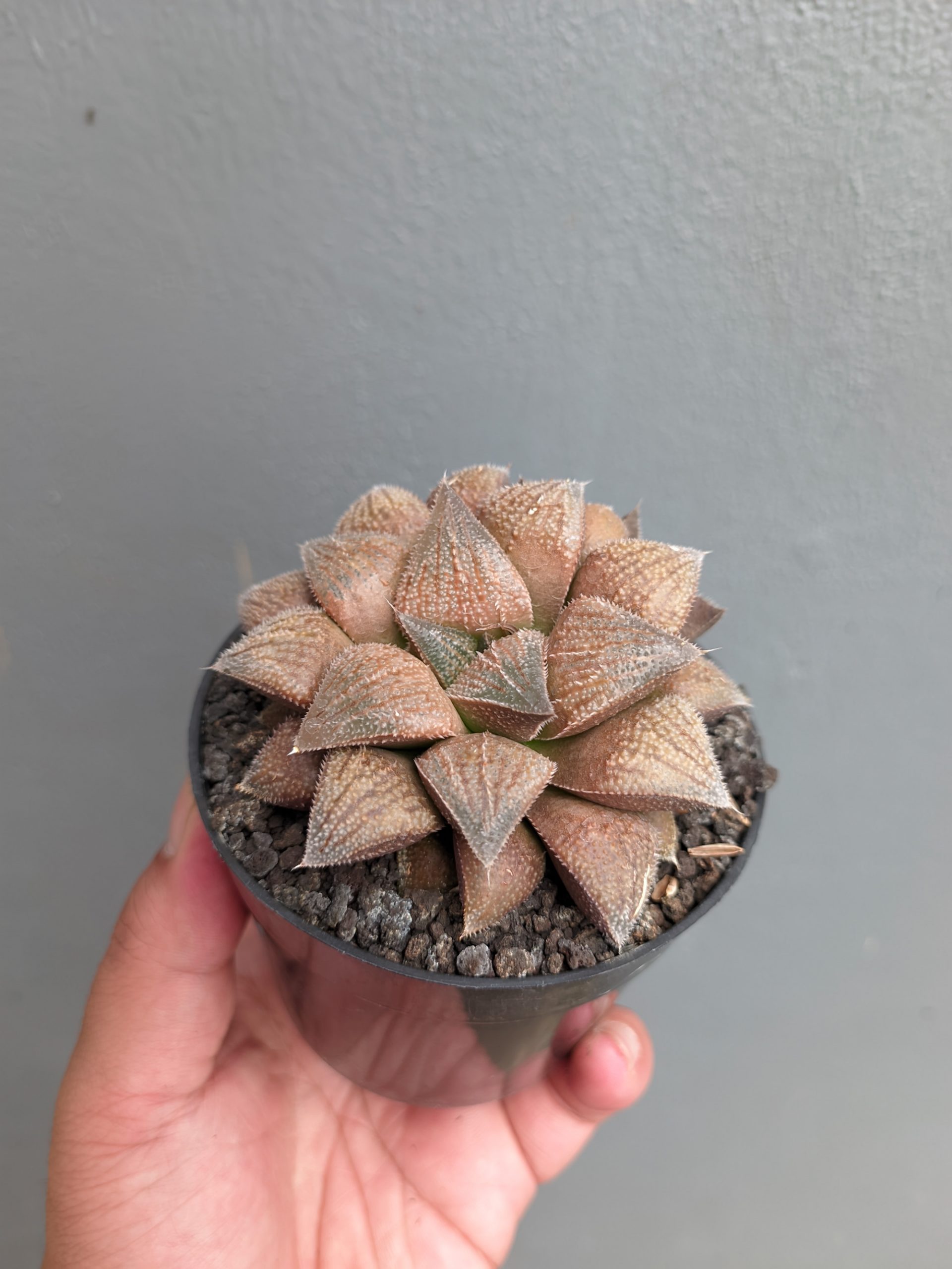 543. Haworthia Padmaraga 'Chocholate Hybrid' - Image 11