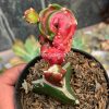 544. Hylocereus Undatus Pink Stem Variegated