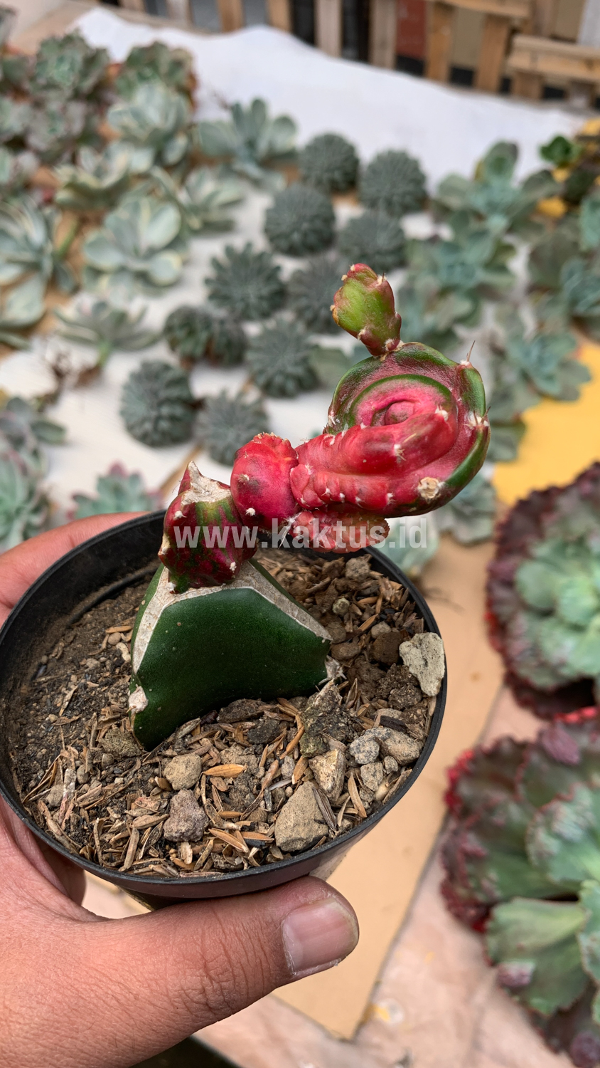 544. Hylocereus Undatus Pink Stem Variegated - Image 9