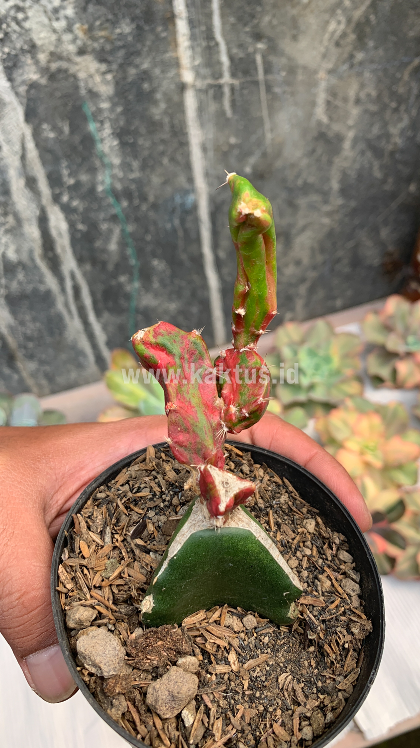 544. Hylocereus Undatus Pink Stem Variegated - Image 8