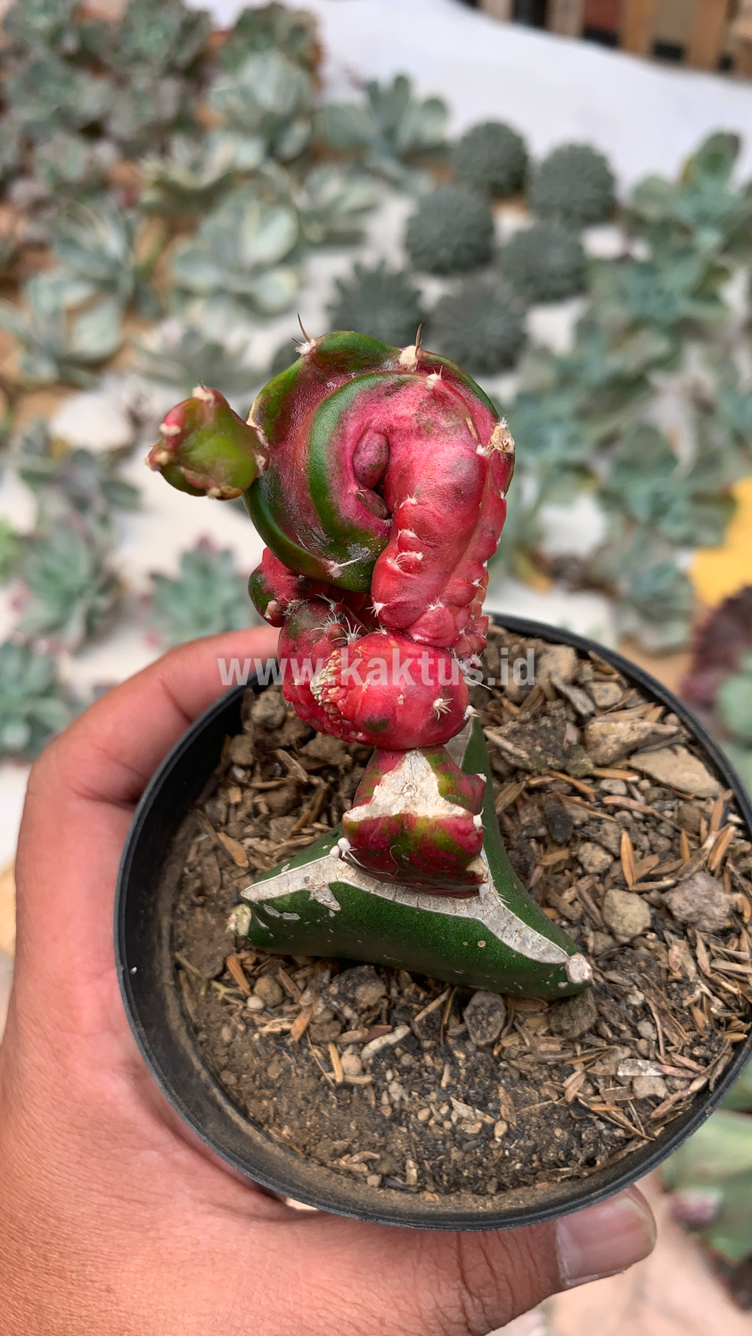 544. Hylocereus Undatus Pink Stem Variegated - Image 10