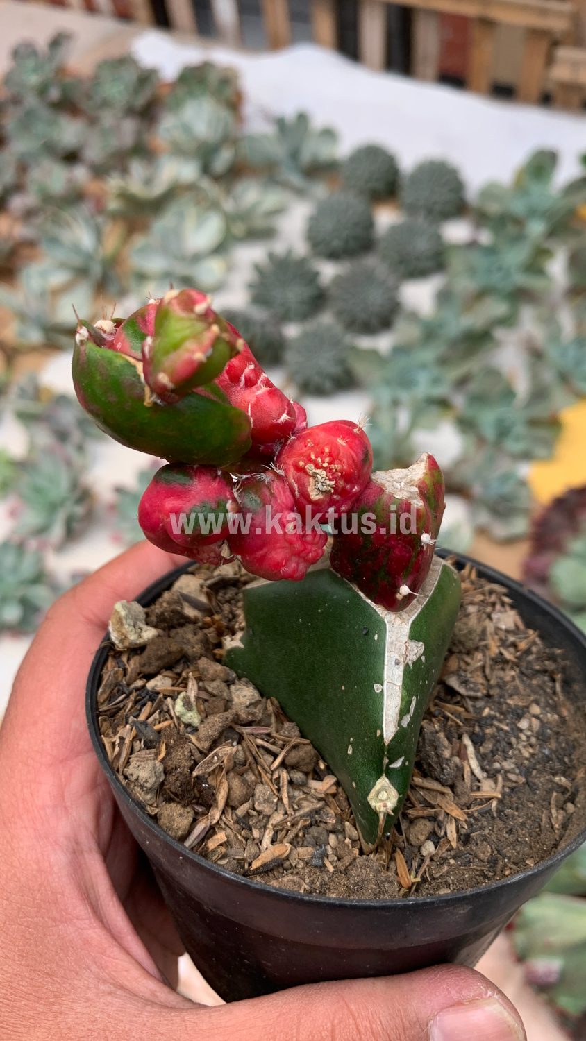 544. Hylocereus Undatus Pink Stem Variegated - Image 4