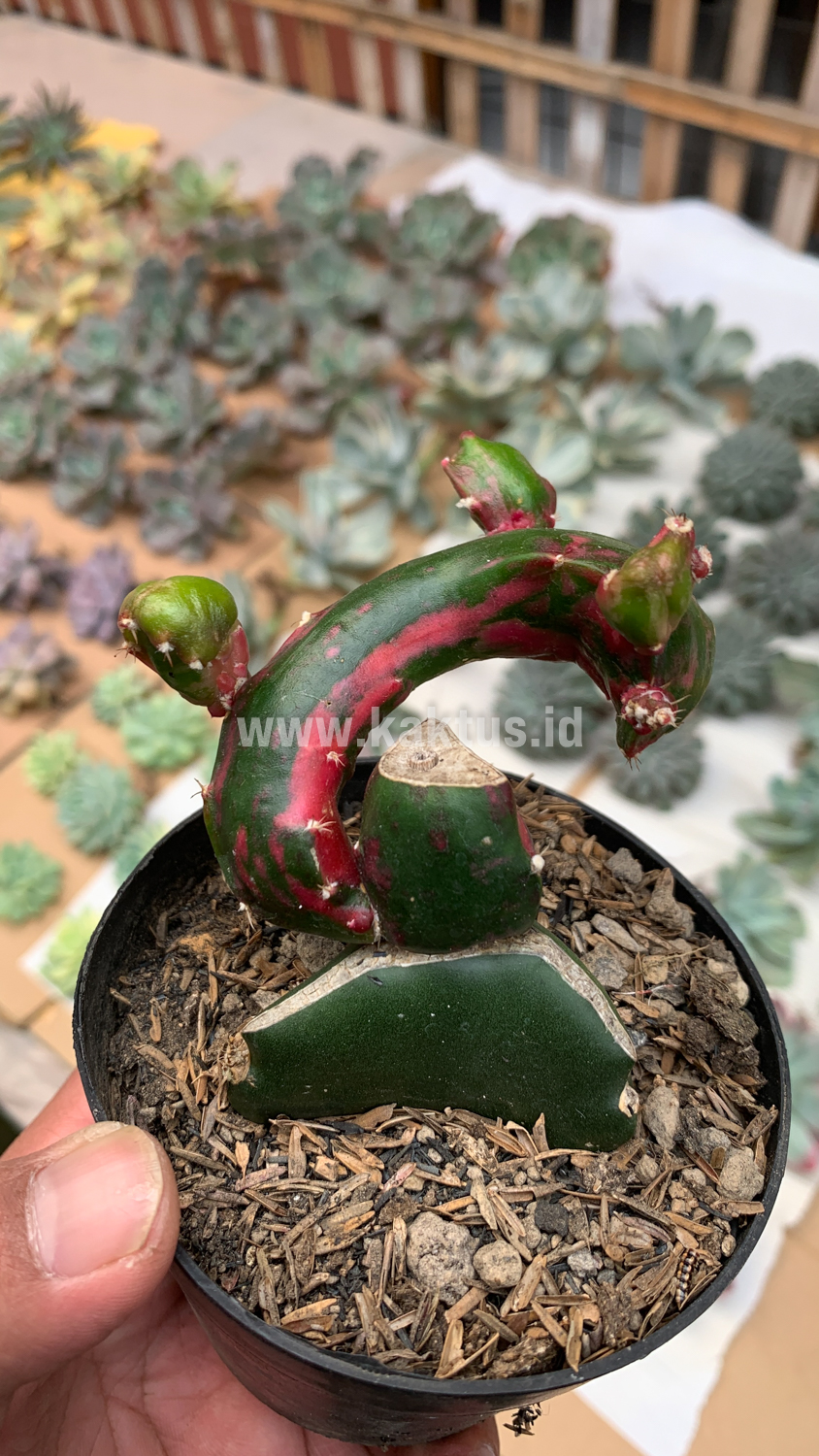 544. Hylocereus Undatus Pink Stem Variegated - Image 3