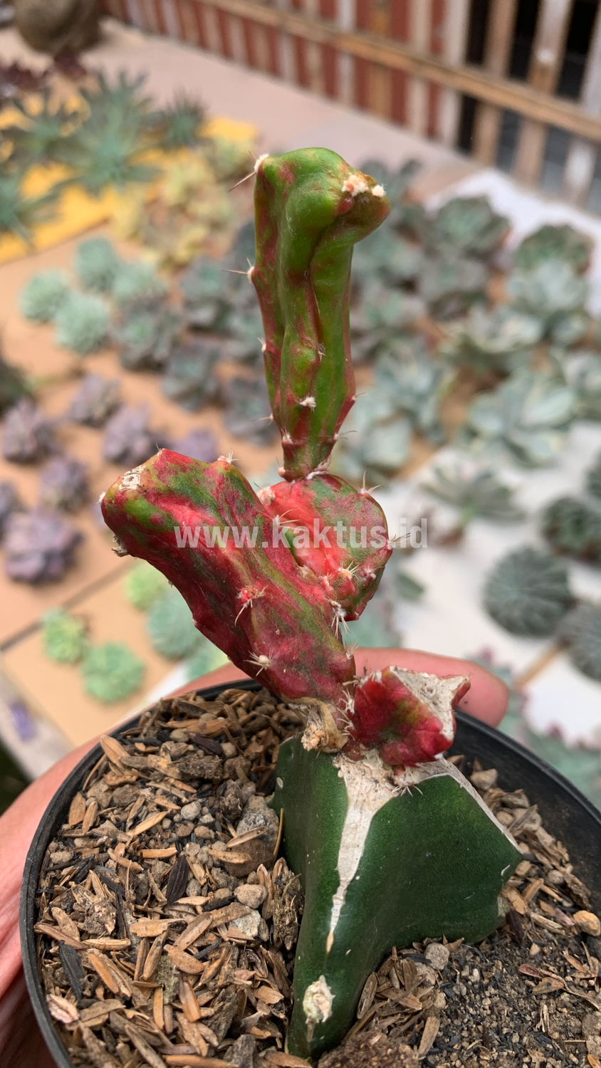 544. Hylocereus Undatus Pink Stem Variegated - Image 11