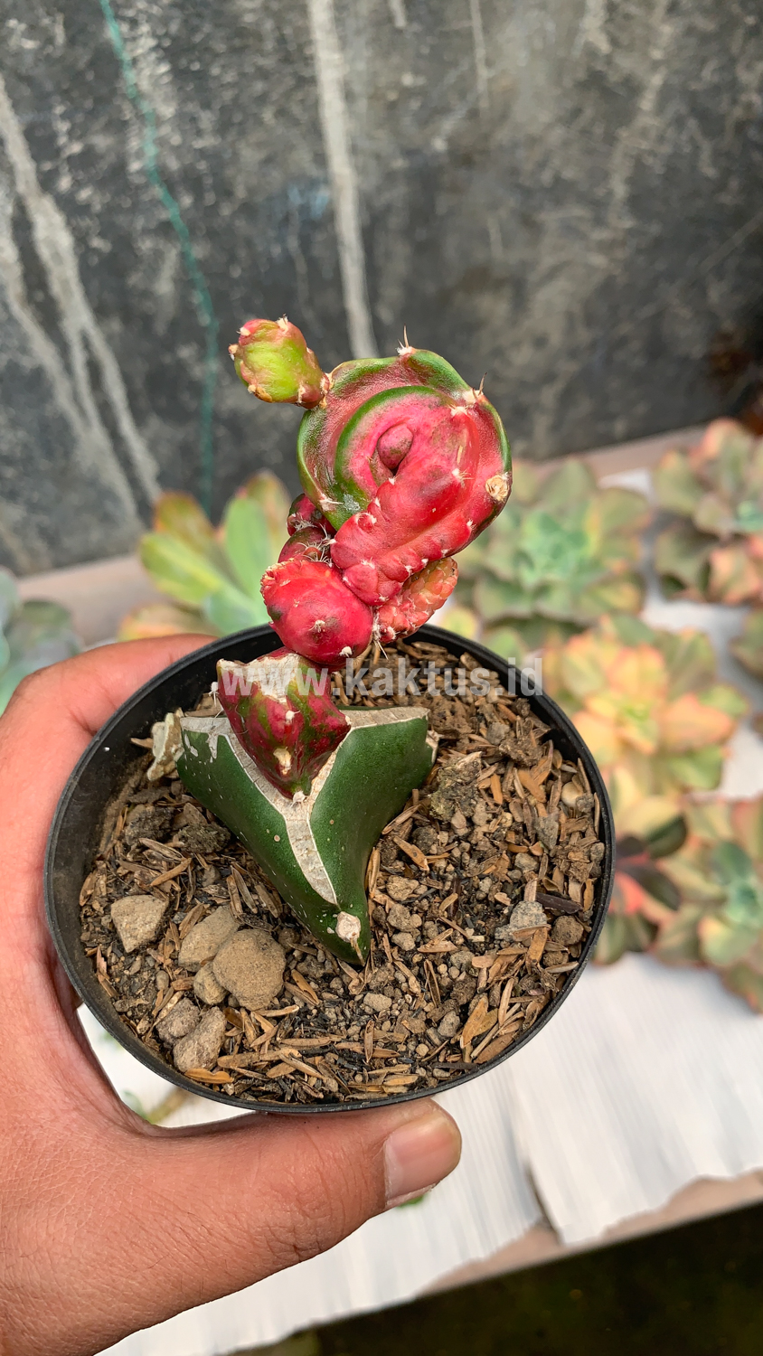 544. Hylocereus Undatus Pink Stem Variegated - Image 2