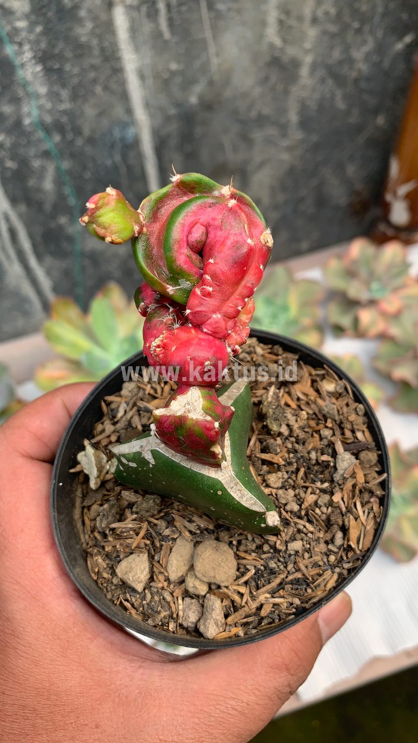 544. Hylocereus Undatus Pink Stem Variegated - Image 5