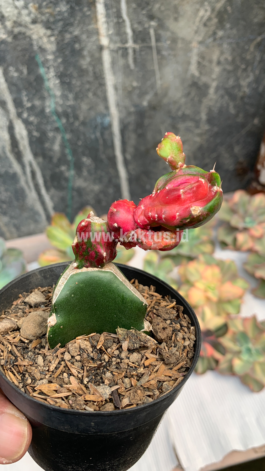 544. Hylocereus Undatus Pink Stem Variegated - Image 6
