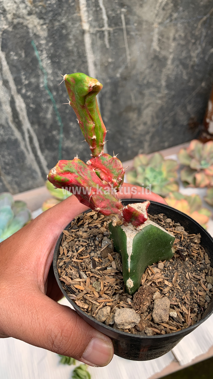 544. Hylocereus Undatus Pink Stem Variegated - Image 7