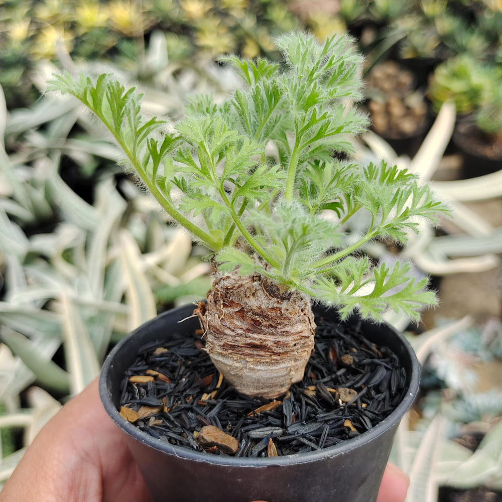 546. Pelargonium Appendiculatum - Image 2