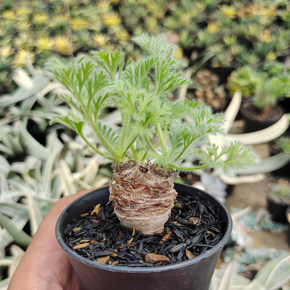 546. Pelargonium Appendiculatum - Image 3