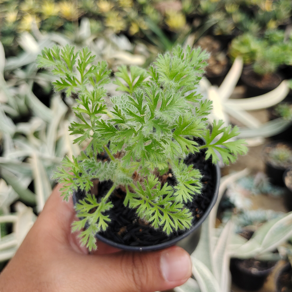 546. Pelargonium Appendiculatum - Image 4