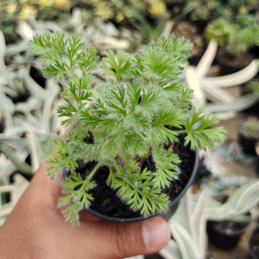 546. Pelargonium Appendiculatum - Image 5