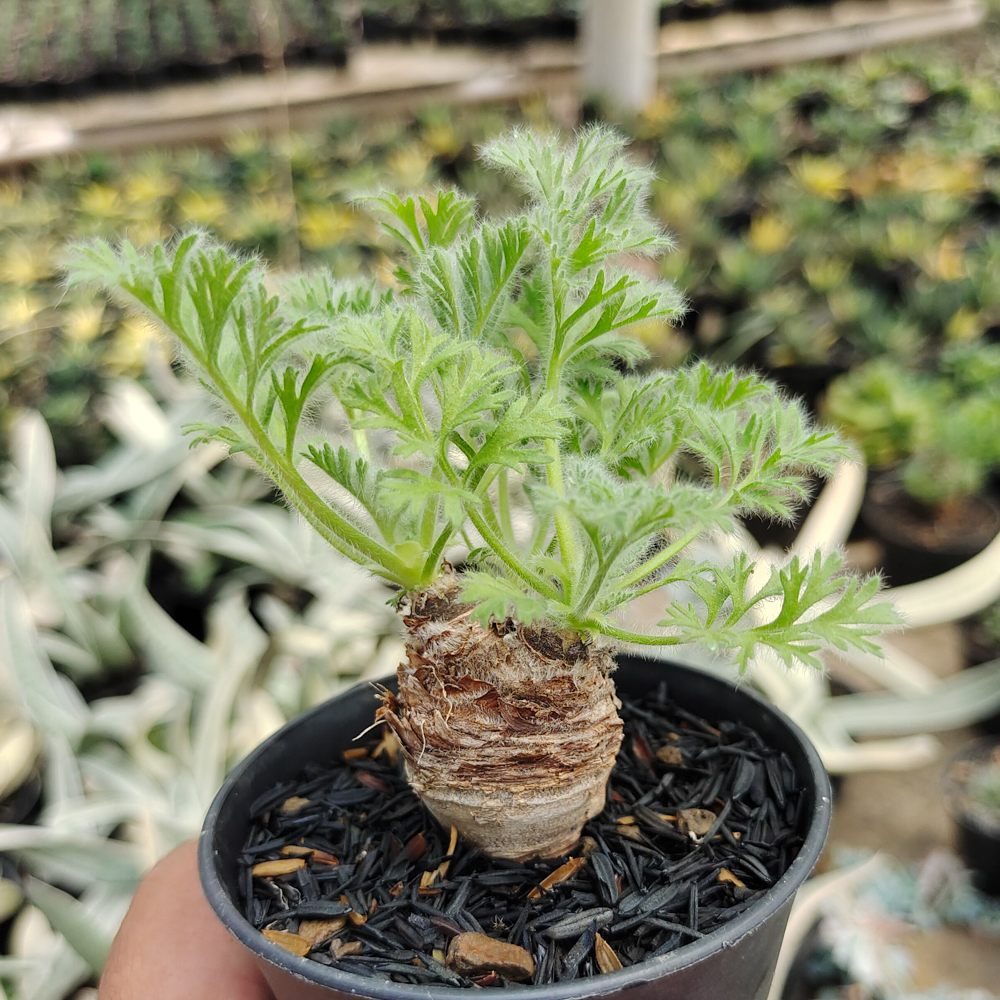 546. Pelargonium Appendiculatum - Image 6