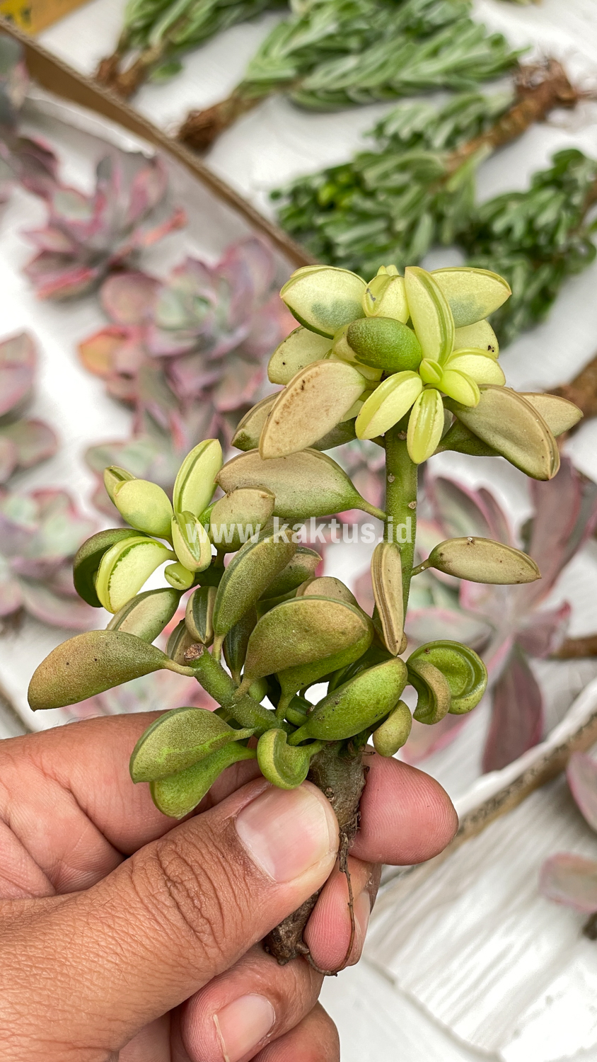 547. Peperomia Dolabriformis Cluster Variegated - Image 4