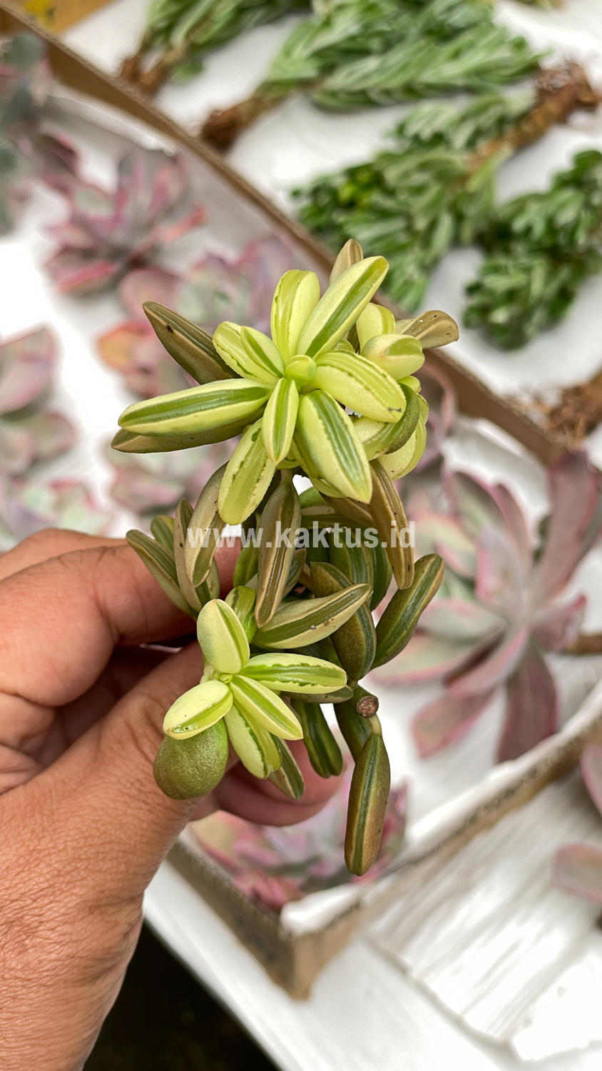547. Peperomia Dolabriformis Cluster Variegated - Image 5