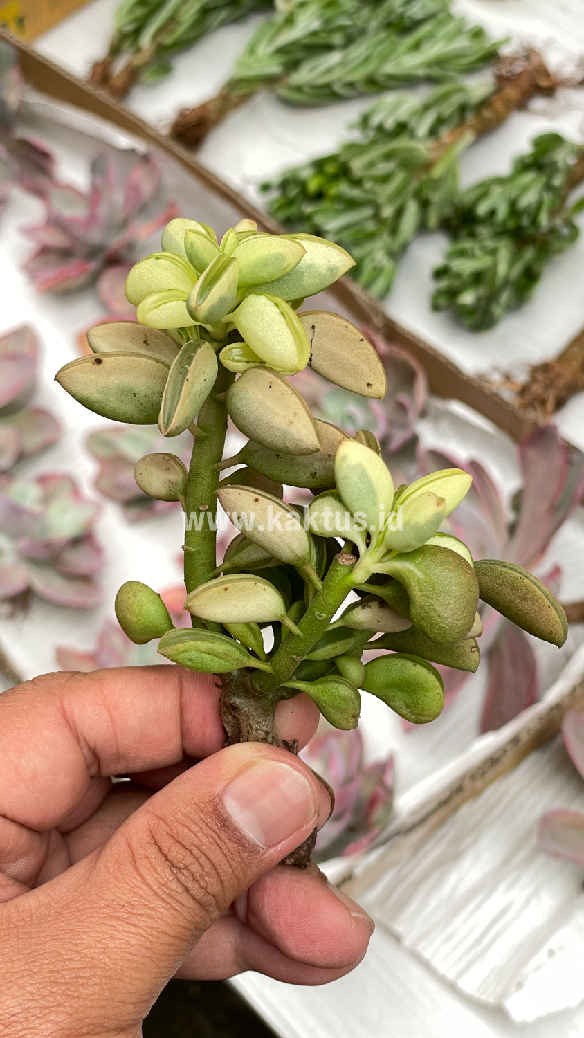 547. Peperomia Dolabriformis Cluster Variegated - Image 6