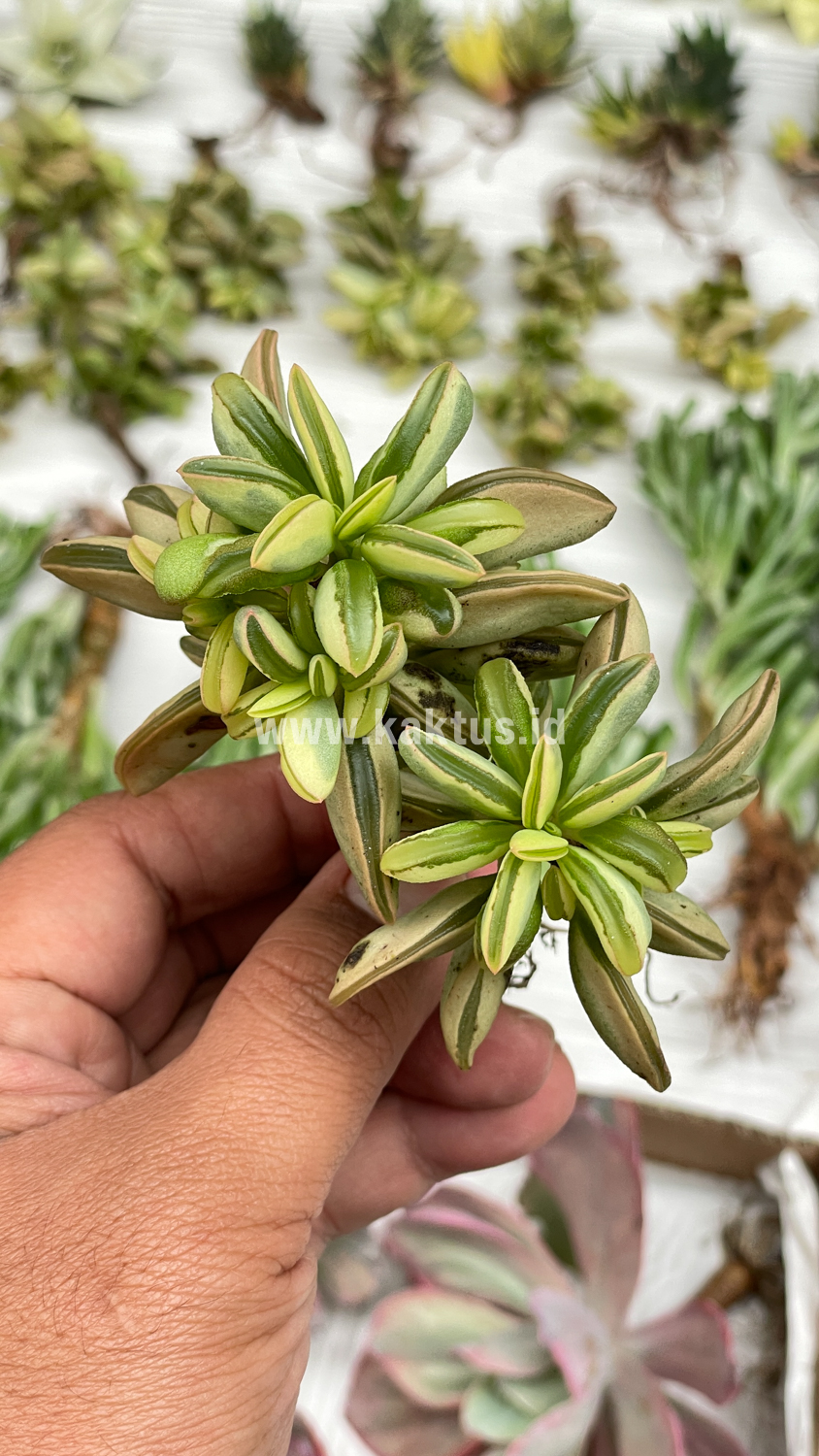 547. Peperomia Dolabriformis Cluster Variegated - Image 7