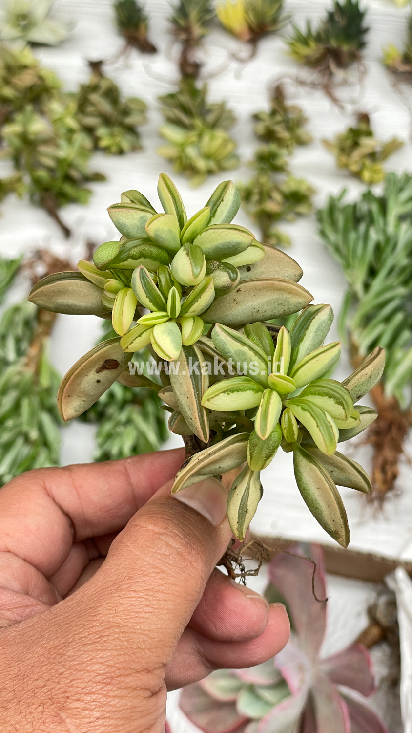 547. Peperomia Dolabriformis Cluster Variegated - Image 8