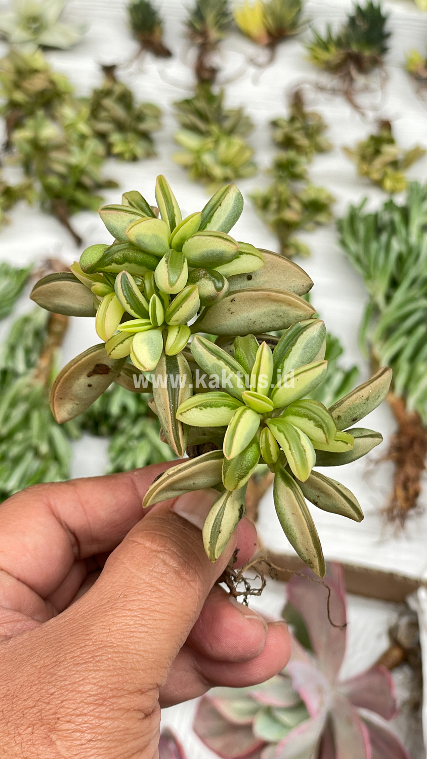 547. Peperomia Dolabriformis Cluster Variegated - Image 2