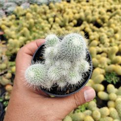 Alternative view of 549. Mammillaria Geminispina