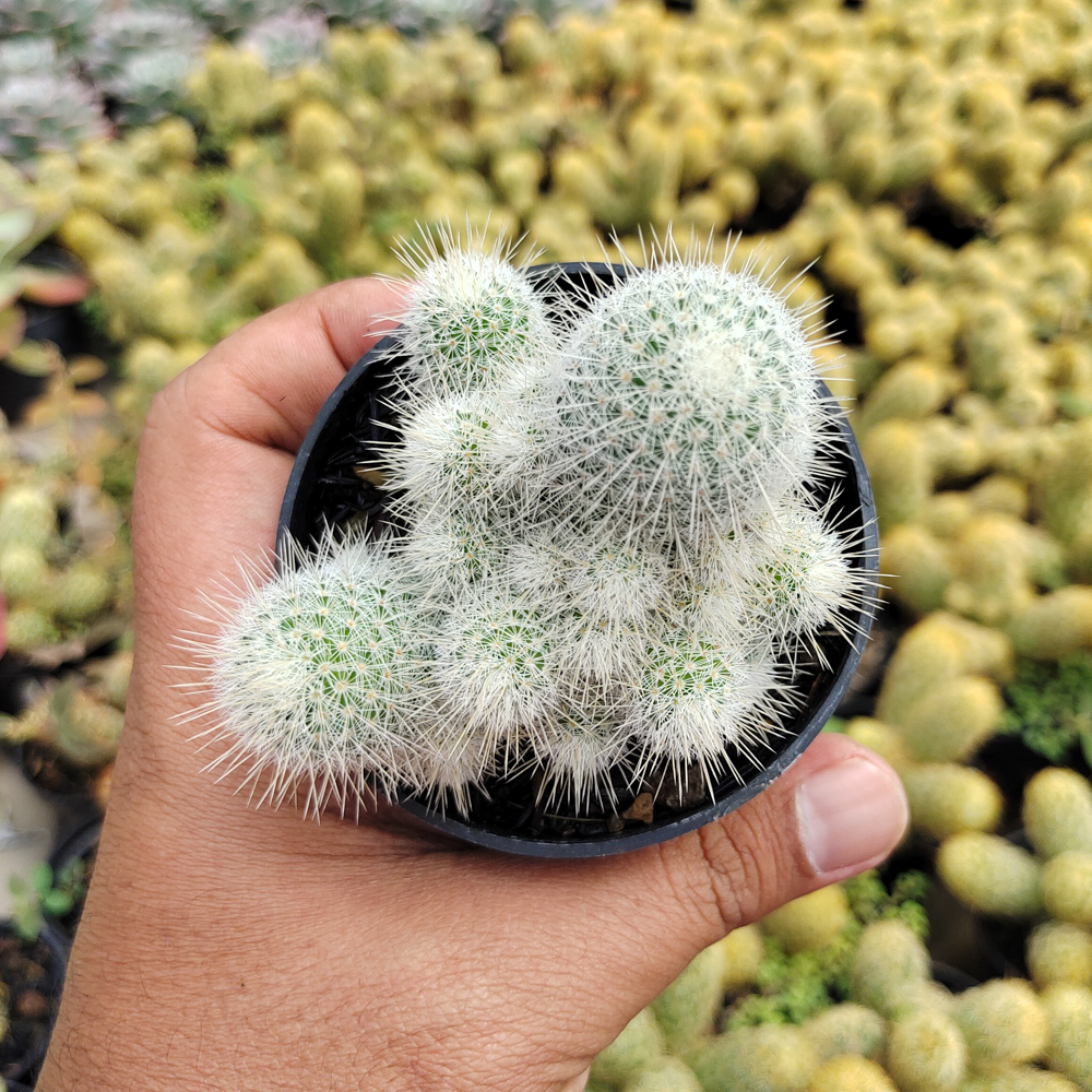 549. Mammillaria Geminispina - Image 3